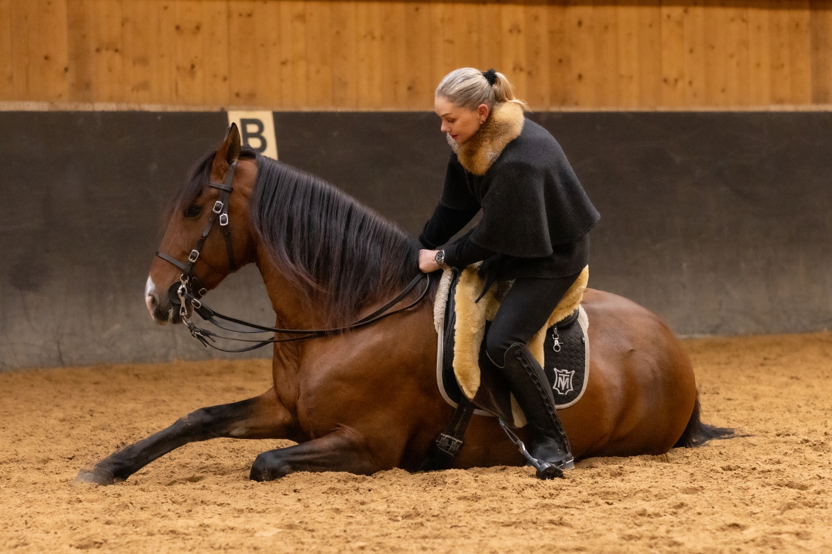 Lusitano Wallach Mercato 