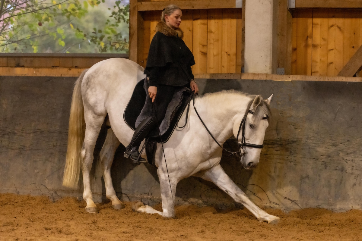 Lusitano Hengst Pedroso im Kompliment