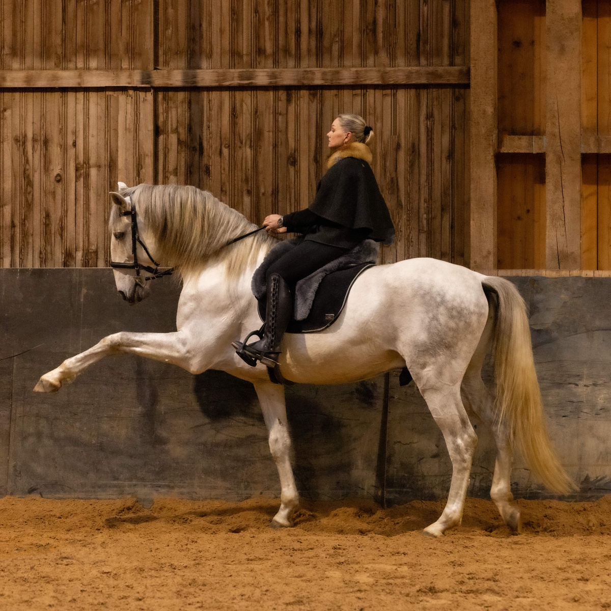 Lusitano Hengst Pedroso Spanischer Schritt