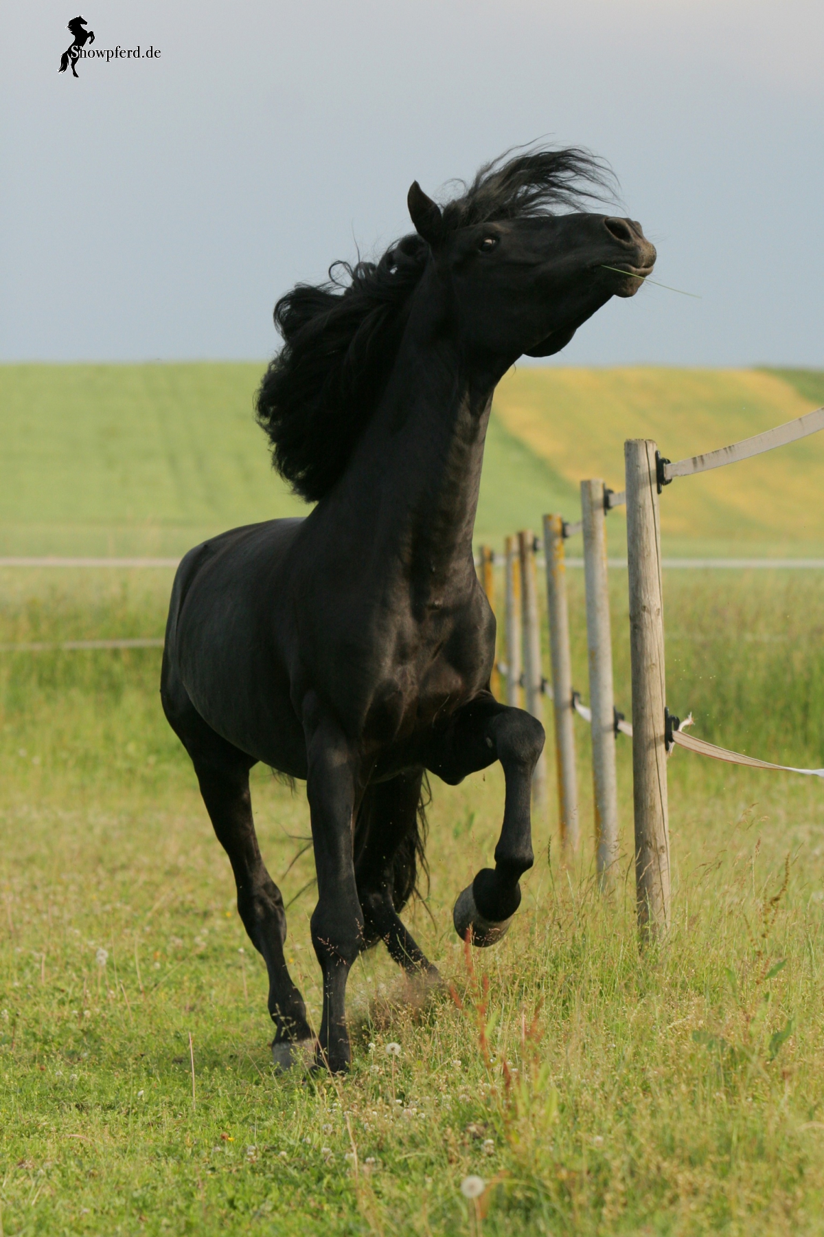 Printo Menorquin Hengst