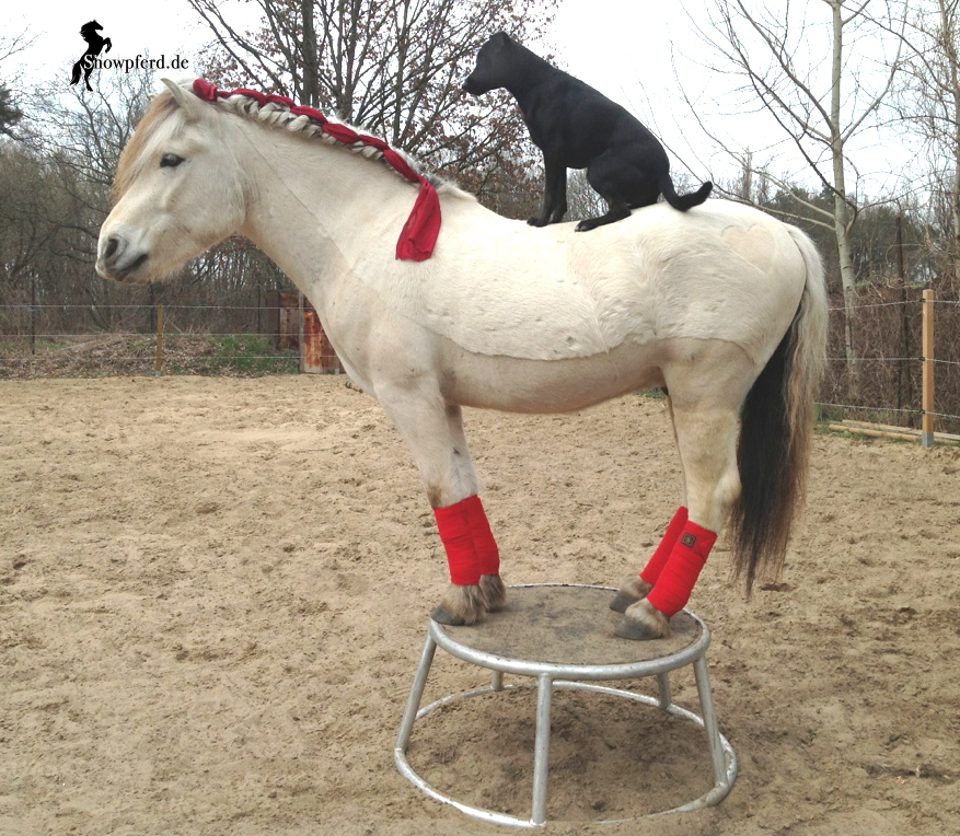 Pferd mit Hund auf unserem Podest