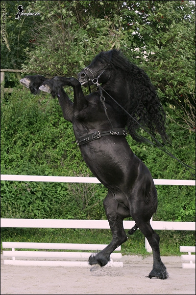 Frederic (Freddy) Friesenhengst (Apassionata)