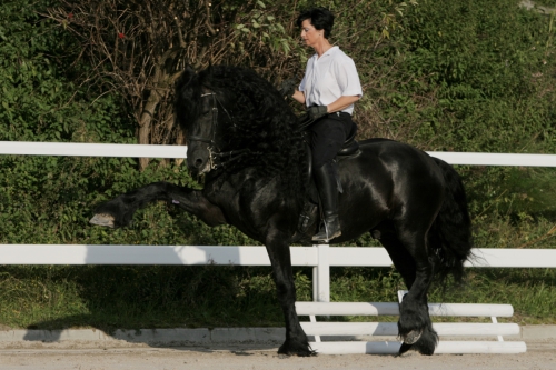 Frederic "Freddy" Friesenhengst (Apassionata)