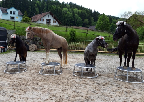 Show mit 4 Pferden auf 4 Podesten