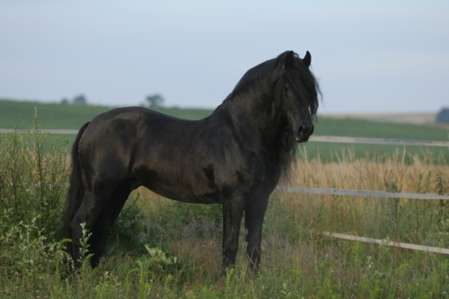 Frederic "Freddy" Friesenhengst (Apassionata)