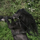 Frederic (Freddy) Friesenhengst (Apassionata)