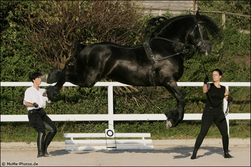 Frederic "Freddy" Friesenhengst, (Apassionata)