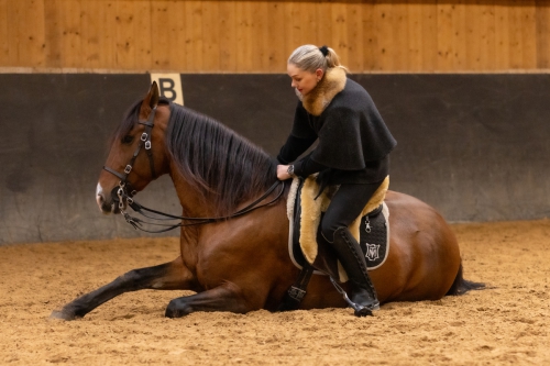 Lusitano Wallach Mercato 