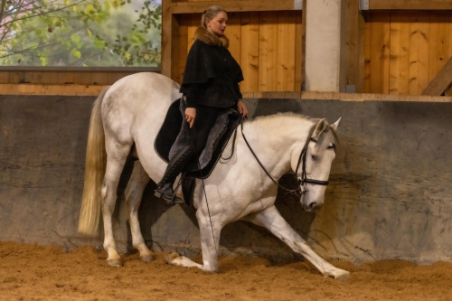 Lusitano Hengst Pedroso im Kompliment